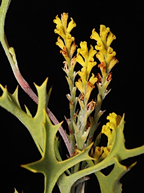 APII jpeg image of Synaphea spinulosa subsp. spinulosa  © contact APII