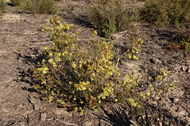 APII jpeg image of Calytrix angulata  © contact APII