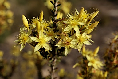 APII jpeg image of Calytrix angulata  © contact APII