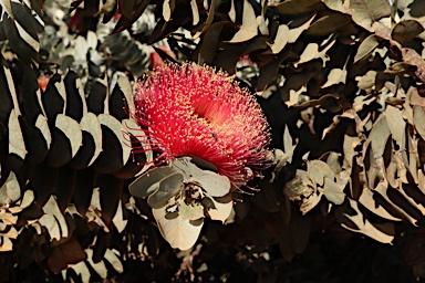 APII jpeg image of Eucalyptus macrocarpa subsp. elachantha  © contact APII