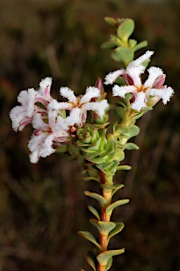 APII jpeg image of Leucopogon sprengelioides  © contact APII