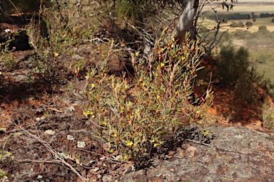 APII jpeg image of Hibbertia subvaginata  © contact APII