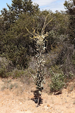 APII jpeg image of Verreauxia reinwardtii  © contact APII