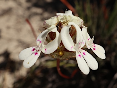 APII jpeg image of Stylidium crossocephalum  © contact APII