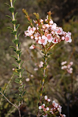 APII jpeg image of Scholtzia laxiflora  © contact APII