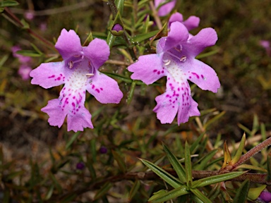 APII jpeg image of Hemiandra glabra  © contact APII