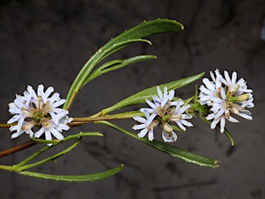 APII jpeg image of Scaevola thesioides subsp. thesioides  © contact APII