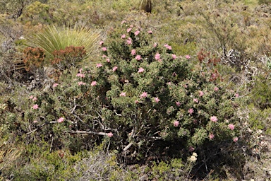 APII jpeg image of Isopogon dubius  © contact APII