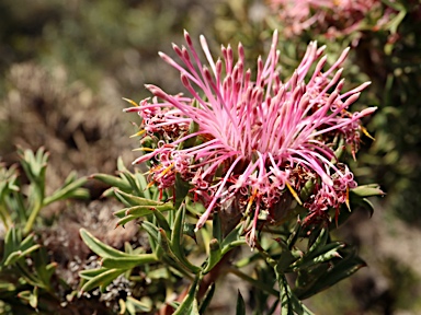 APII jpeg image of Isopogon dubius  © contact APII