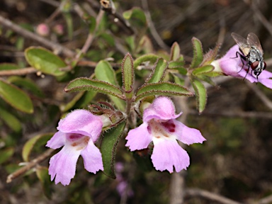 APII jpeg image of Hemigenia incana  © contact APII