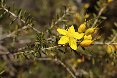 APII jpeg image of Calytrix flavescens  © contact APII