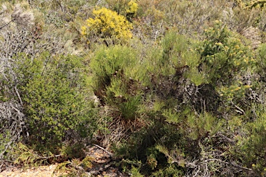 APII jpeg image of Allocasuarina humilis  © contact APII