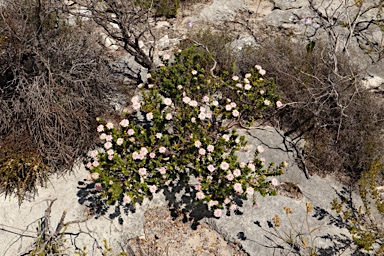 APII jpeg image of Pimelea ferruginea  © contact APII