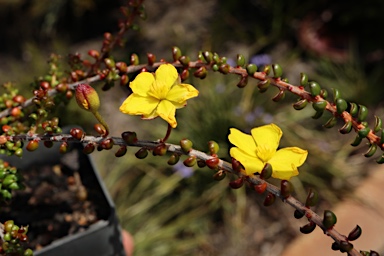 APII jpeg image of Hibbertia microphylla  © contact APII