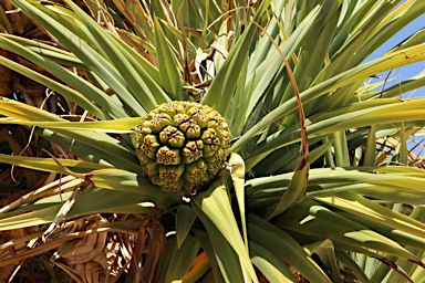 APII jpeg image of Pandanus aquaticus  © contact APII