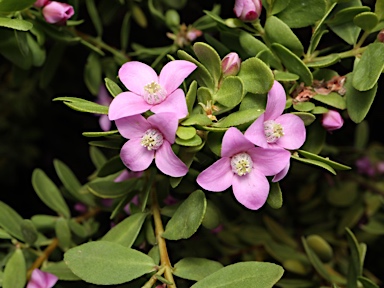 APII jpeg image of Boronia crenulata  © contact APII