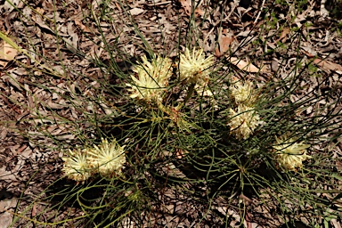 APII jpeg image of Petrophile filifolia  © contact APII