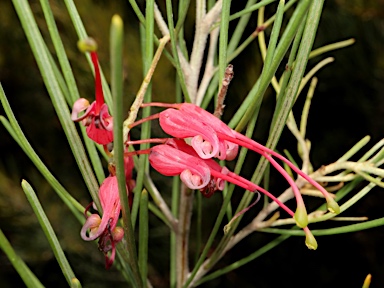 APII jpeg image of Grevillea pinaster  © contact APII