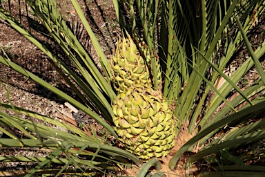 APII jpeg image of Macrozamia riedlei  © contact APII