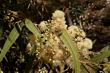 APII jpeg image of Corymbia opaca  © contact APII