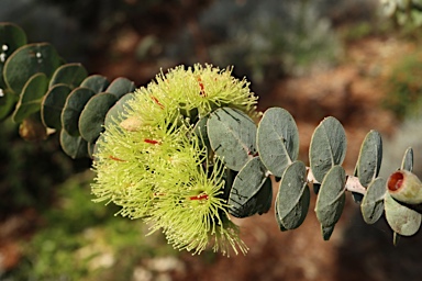 APII jpeg image of Eucalyptus kruseana  © contact APII