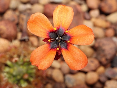 APII jpeg image of Drosera platystigma  © contact APII