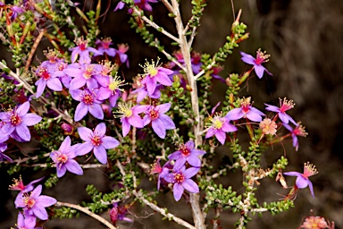 APII jpeg image of Calytrix leschenaultii  © contact APII