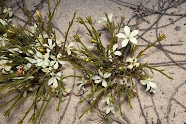 APII jpeg image of Orianthera flaviflora  © contact APII