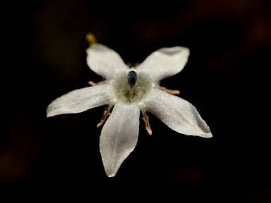 APII jpeg image of Orianthera tortuosa  © contact APII