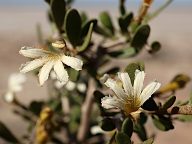 APII jpeg image of Scaevola spinescens  © contact APII