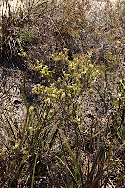 APII jpeg image of Leucopogon flavescens var. brevifolius  © contact APII