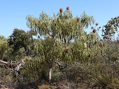 APII jpeg image of Banksia speciosa  © contact APII