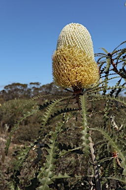 APII jpeg image of Banksia speciosa  © contact APII