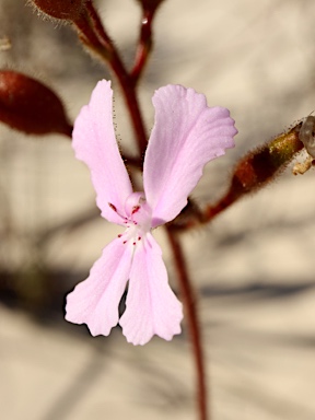 APII jpeg image of Stylidium pilosum  © contact APII