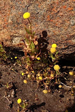 APII jpeg image of Cotula coronopifolia  © contact APII