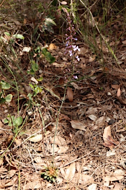 APII jpeg image of Stylidium amoenum  © contact APII