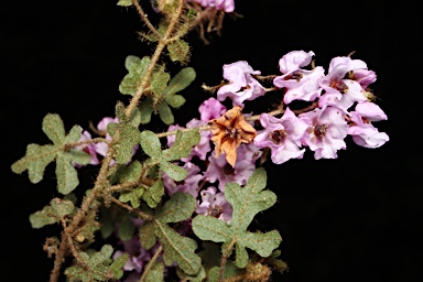 APII jpeg image of Thomasia sp. Vasse (C.Wilkins & K.Shepherd CW581)  © contact APII