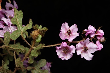 APII jpeg image of Thomasia sp. Vasse (C.Wilkins & K.Shepherd CW581)  © contact APII