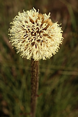 APII jpeg image of Dasypogon bromeliifolius  © contact APII