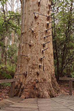 APII jpeg image of Eucalyptus diversicolor  © contact APII