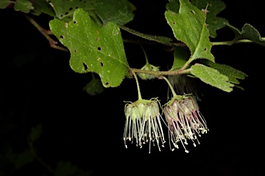 APII jpeg image of Chorilaena quercifolia  © contact APII