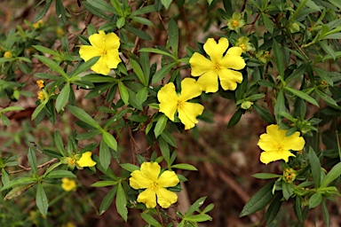 APII jpeg image of Hibbertia cuneiformis  © contact APII