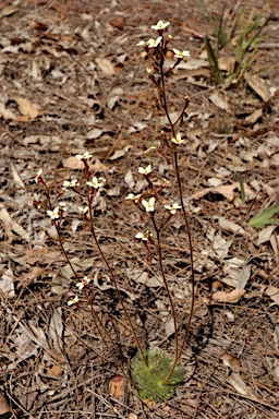 APII jpeg image of Stylidium ciliatum  © contact APII