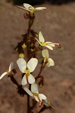 APII jpeg image of Stylidium ciliatum  © contact APII