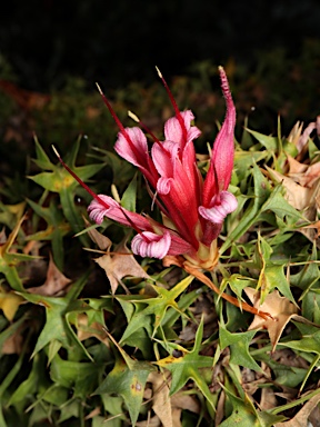 APII jpeg image of Lambertia echinata subsp. echinata  © contact APII