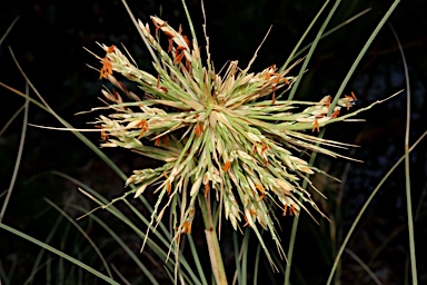 APII jpeg image of Spinifex longifolius  © contact APII