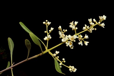 APII jpeg image of Flindersia maculosa  © contact APII