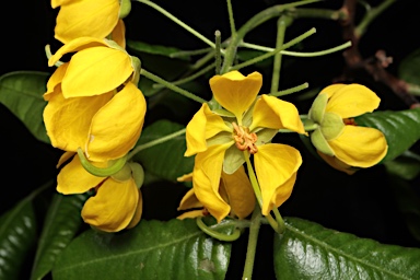 APII jpeg image of Cassia marksiana  © contact APII