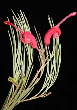 APII jpeg image of Grevillea erectiloba  © contact APII