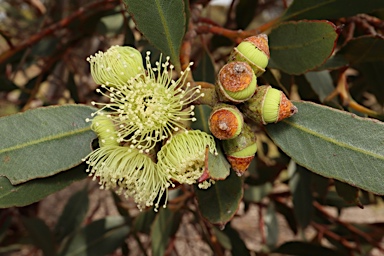 APII jpeg image of Eucalyptus angulosa  © contact APII